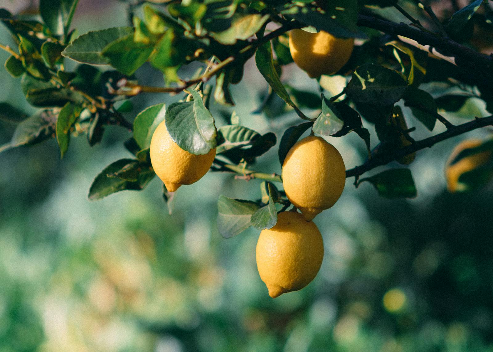 Citronnier chargé de citrons jaunes
