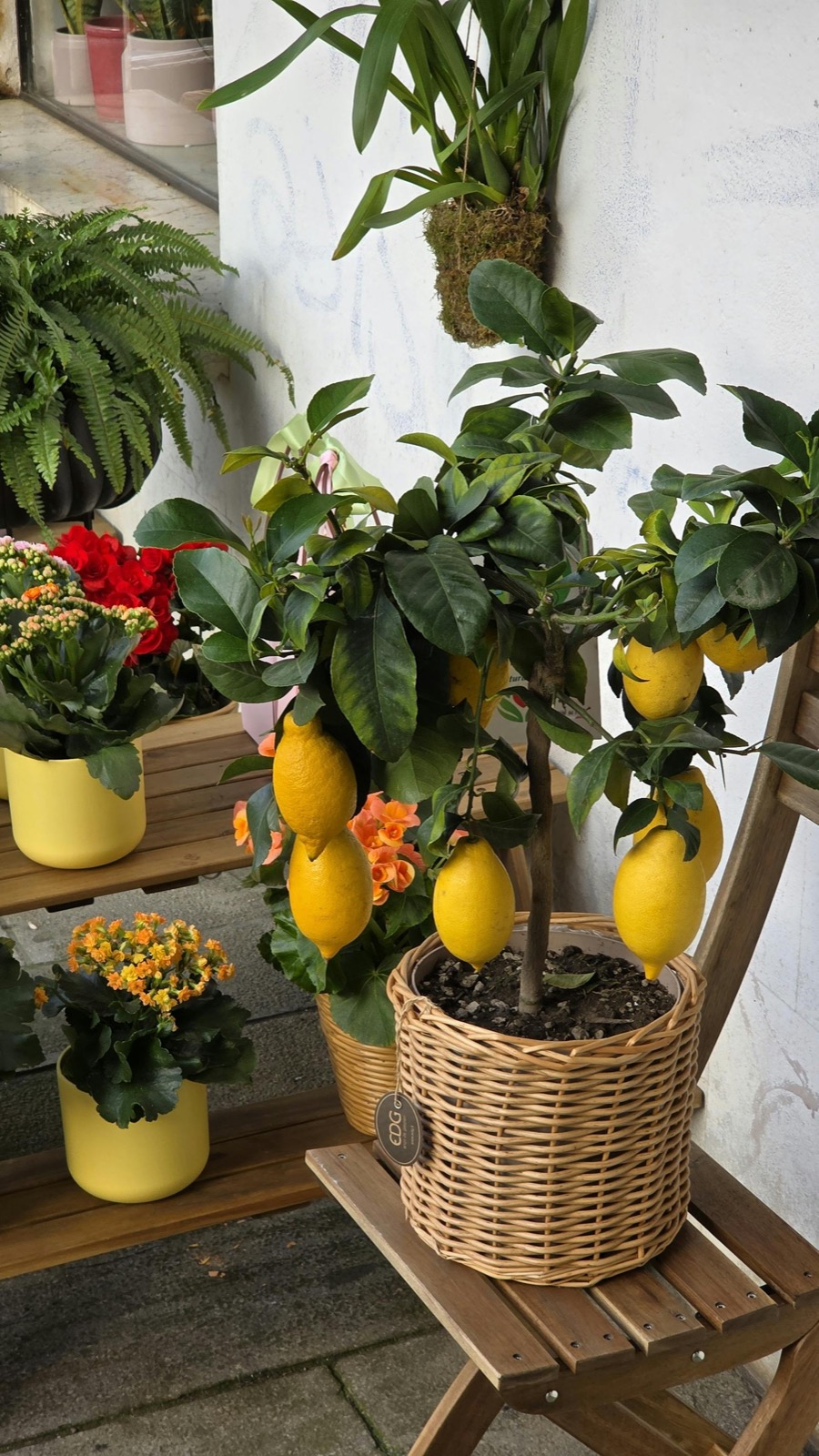 Citrons de Menton IGP